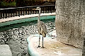 ueno park 49